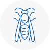 Beaconsfield Wasp Nest Removal